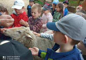 Grupa dzieci karmi owieczkę.
